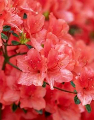 Azalea japonica Hot Shot