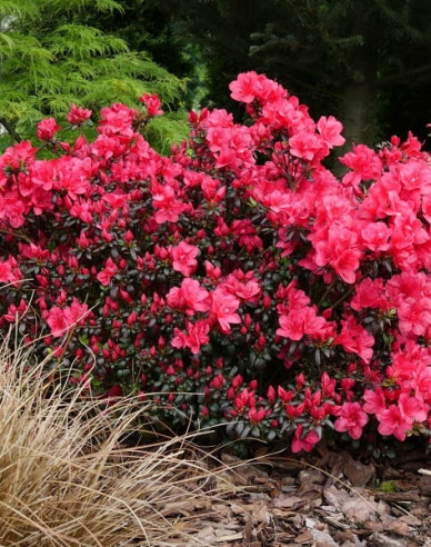Azalea japonica Johana