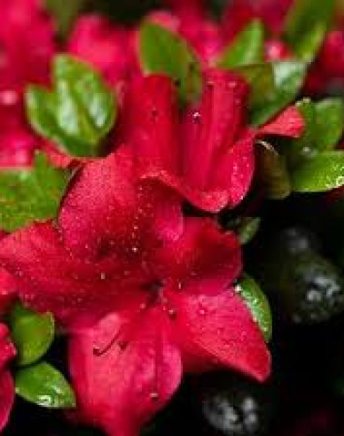 Azalea japonica Johana