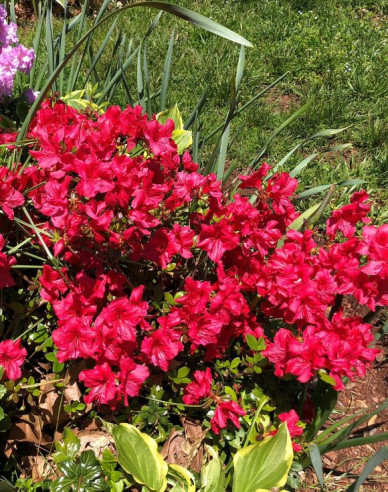 Azalea japonica Johana