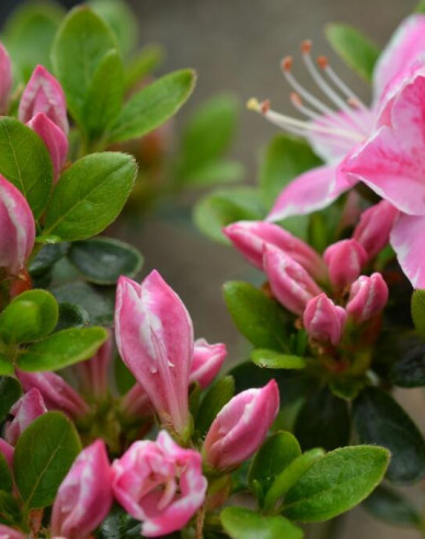 Azalea japonica Kermesina rose