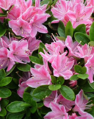 Azalea japonica Kermesina rose