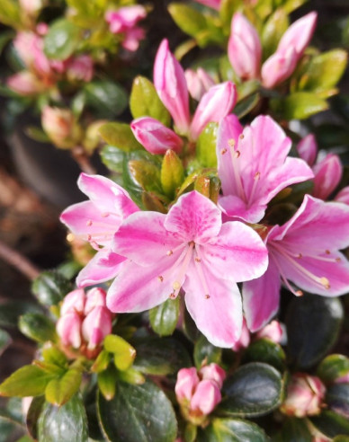 Azalea japonica Kermesina rose