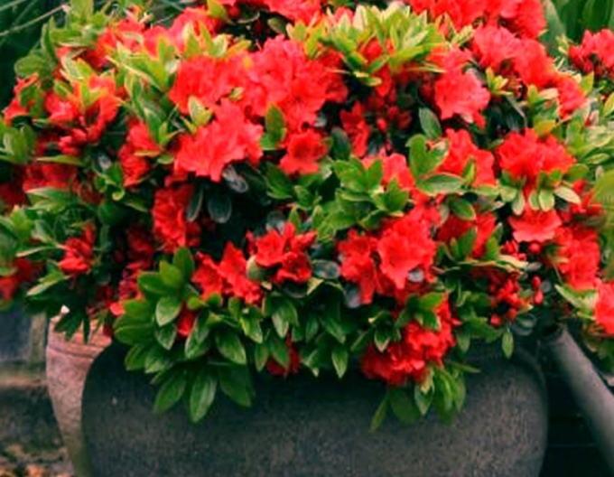 Azalea japonica Radja