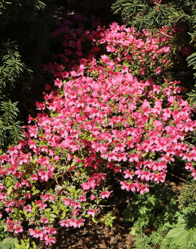 Azalea japoneza Van Hecke