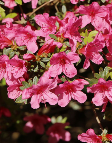 Azalea japoneza Van Hecke