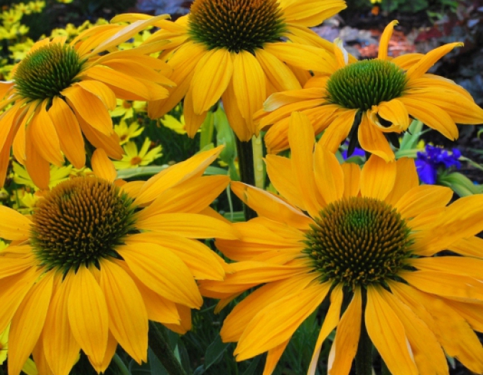 Echinacea galbenă "Cheyenne Spirit"