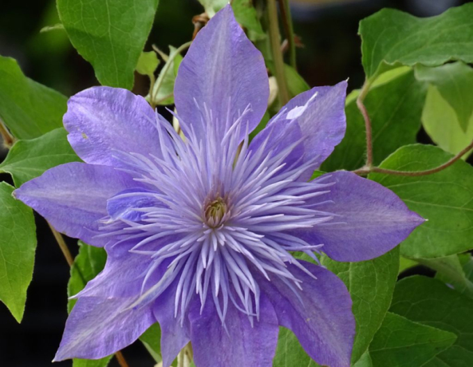 Clematis ´Fântâna de cristal´