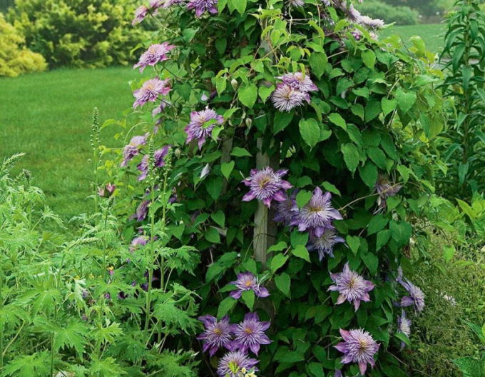 Clematis ´Fântâna de cristal´