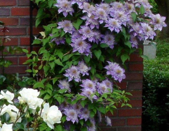 Clematis ´Fântâna de cristal´