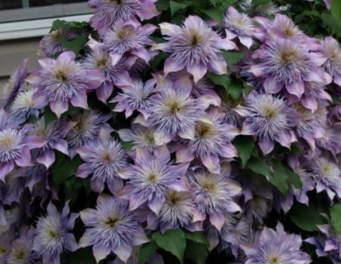 Clematis ´Fântâna de cristal´