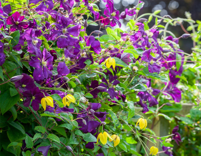 Clematis ´Etoile Violette´