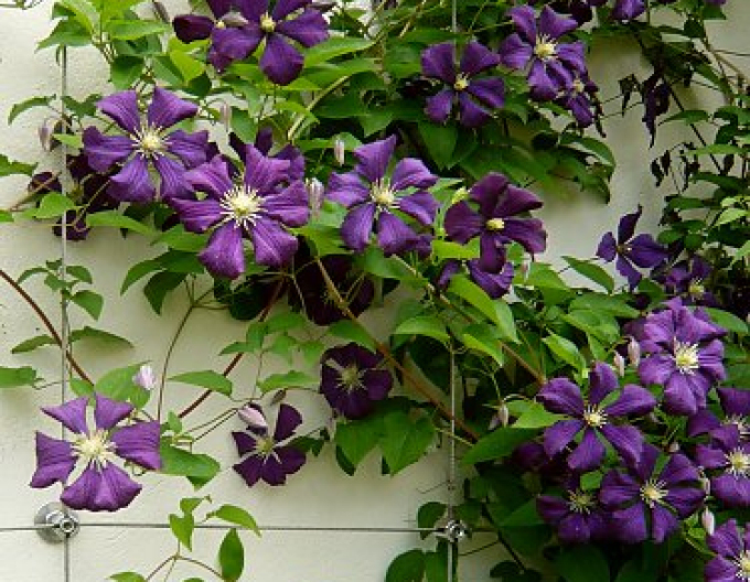 Clematis ´Etoile Violette´
