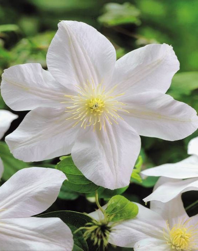 Clematis ´Madame Le Coultre´