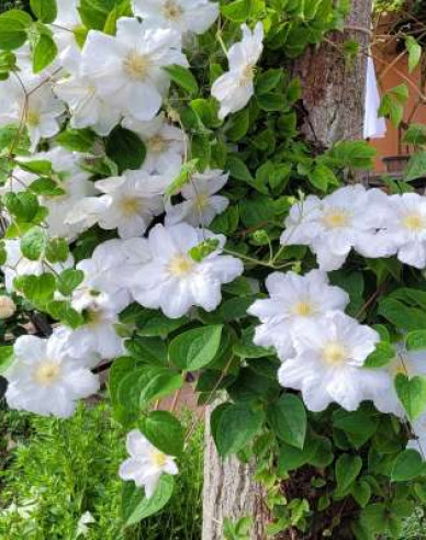 Clematis ´Madame Le Coultre´