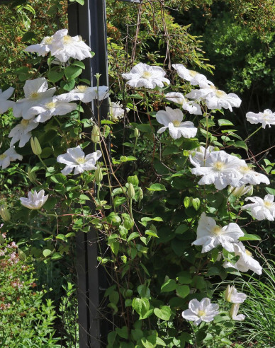 Clematis ´Madame Le Coultre´