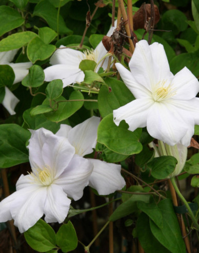 Clematis ´Madame Le Coultre´