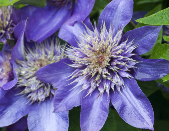 Clematis ´Multi albastru´