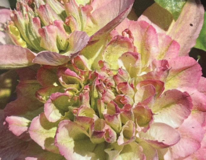 Clematis Pistachio Cake