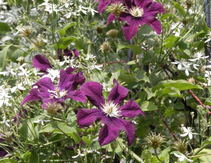 Clematis "Eroii din Varșovia