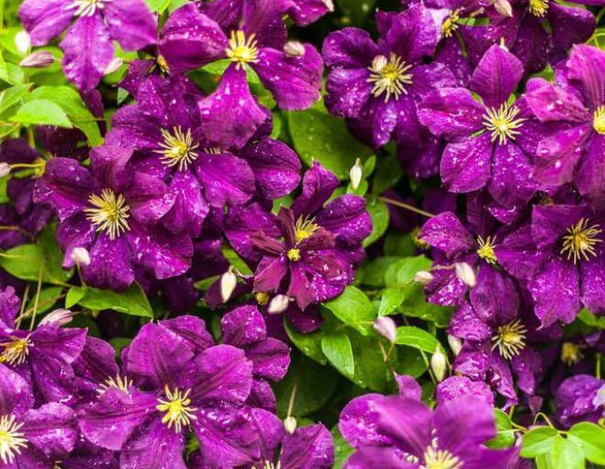 Clematis "Eroii din Varșovia