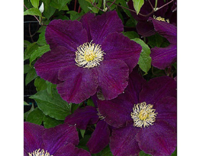 Clematis "Eroii din Varșovia