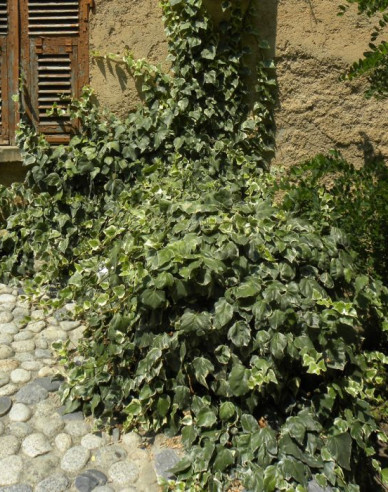 Iederă algeriană Gloire de Marengo