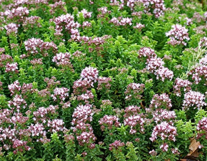 Oregano compact ´Wilder Majoran Compact´