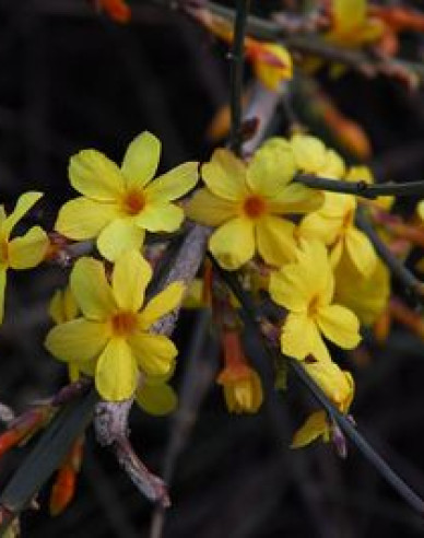 Iasomie Argenteomarginatum
