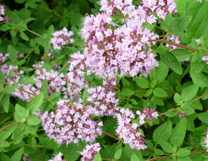 Oregano - sovârv