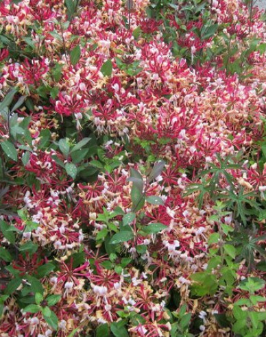 Caprifoi  ´Serotina´