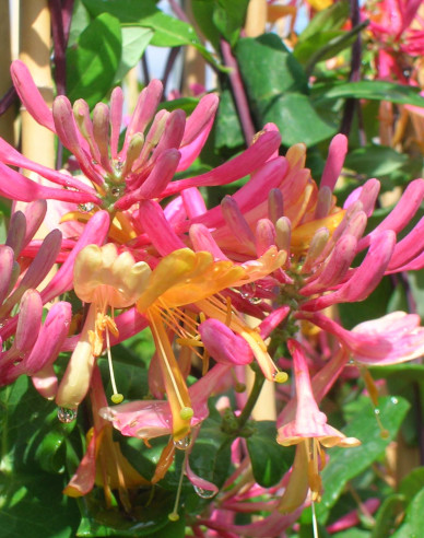 Caprifoi- heckrotii ´American Beauty´