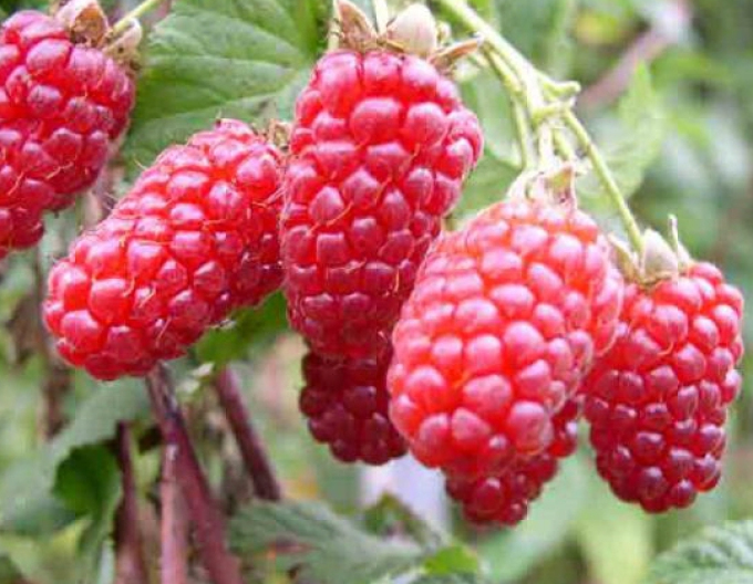 Zmeură Tayberry Medana