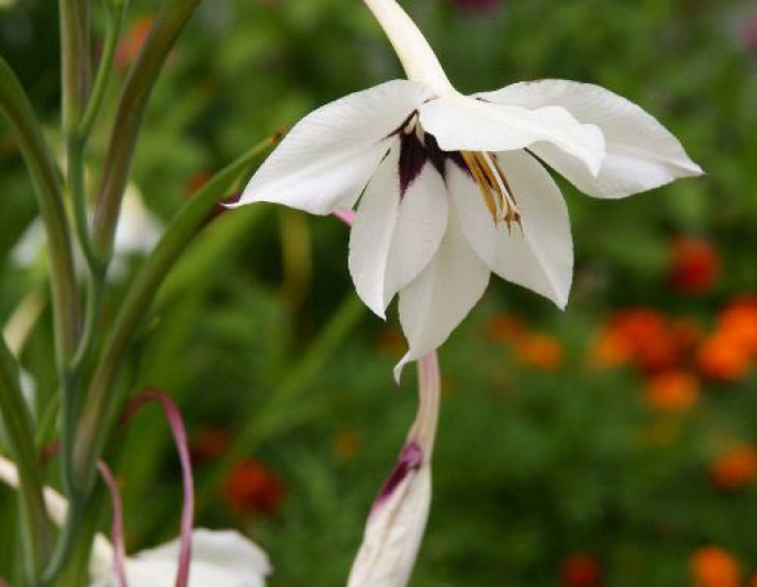 Gladiol parfumat