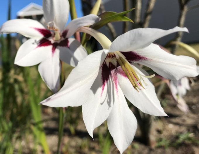 Gladiol parfumat