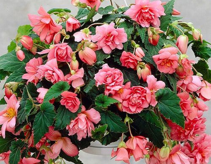 Begonia roz
