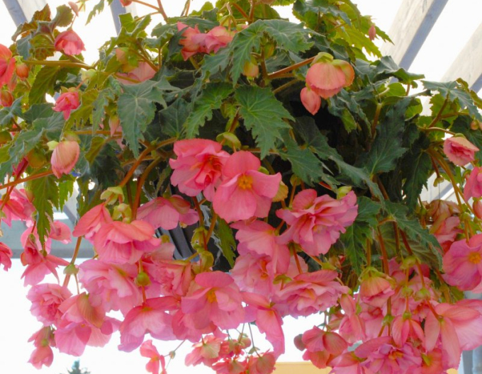 Begonia roz