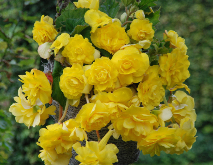 Begonia "galbenă