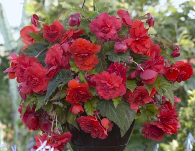 Begonia Roșie