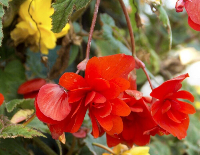 Begonia Roșie