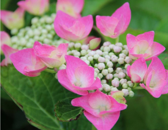 Hortensia Teller Pink
