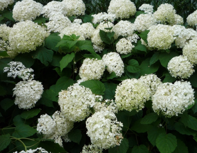 Hortensia Annabelle