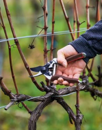 FELCO 6 Elite Secateurs