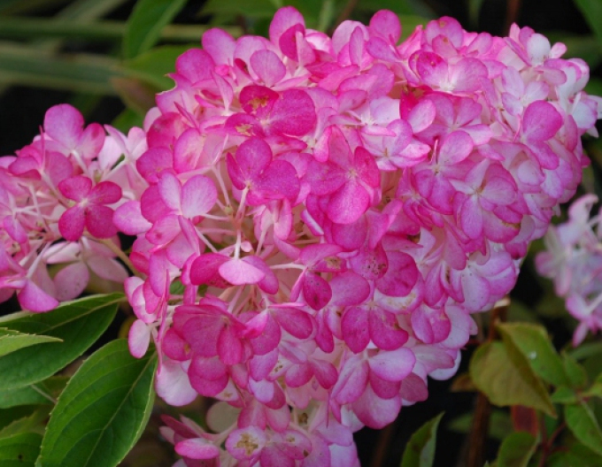 Hortensia Sundae Fraise
