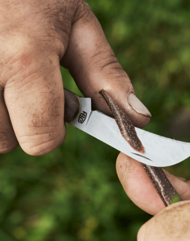 Cuțit de vaccinare FELCO 511 Grapevine