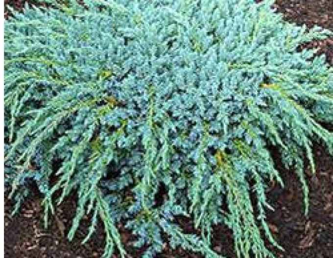 Ienupăr squamta Blue Compact (Juniperus squamta Blue Compact)