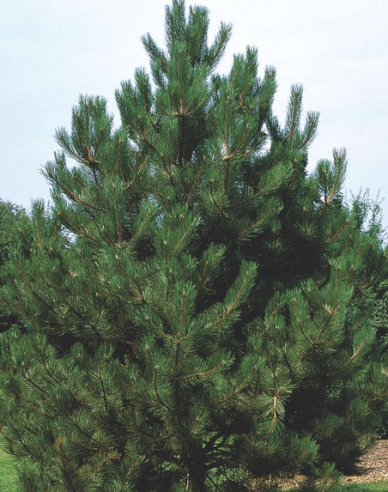 Pin negru (Pinus nigra)