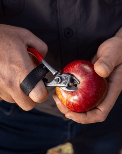 FELCO 330 Foarfece pentru fructe
