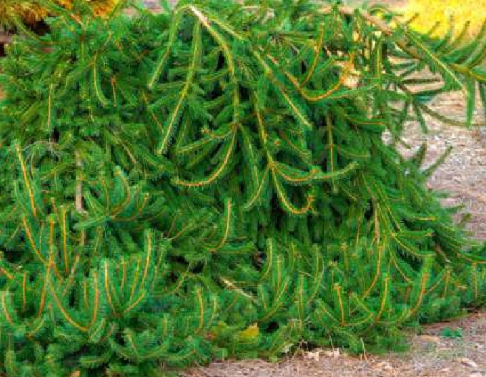 Molid norvegian "Formanek" (Picea abies "Formanek")