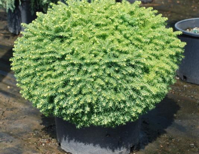 Molid "LITTLE GEM"
